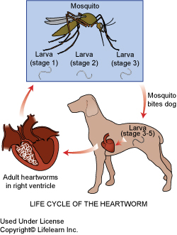 what happens to a dog with heartworms